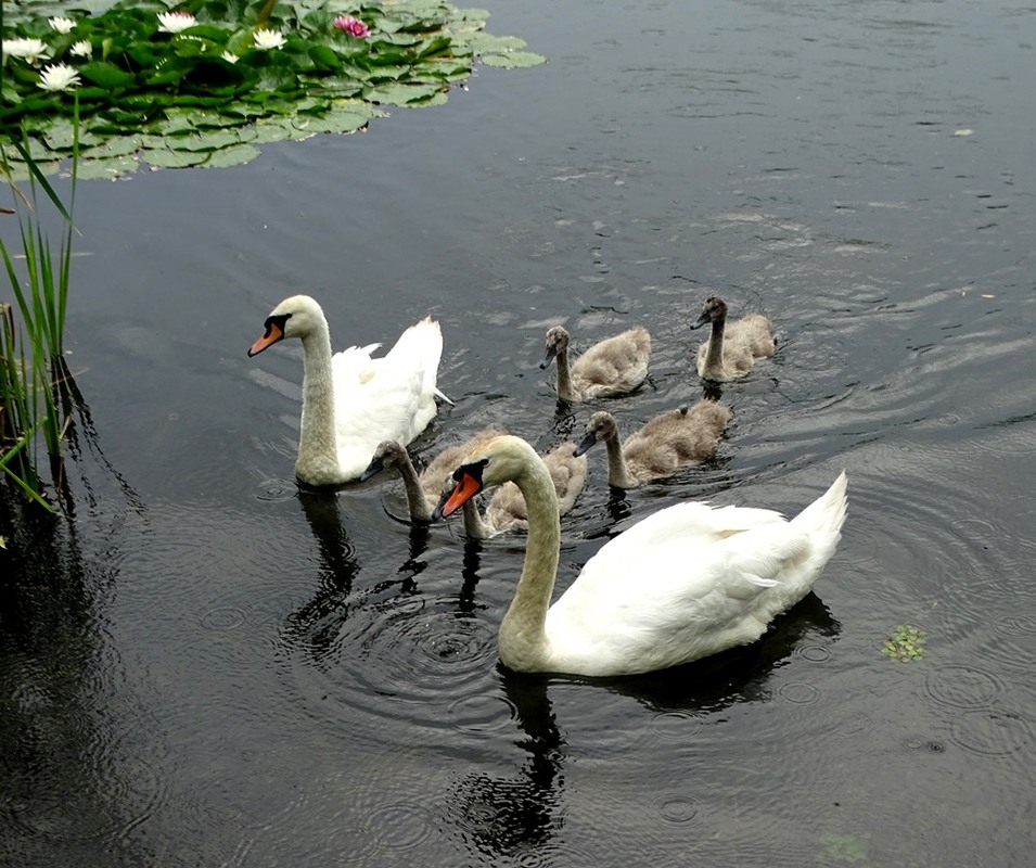 Фотографія Сімейство / Артур Сіренко / photographers.ua