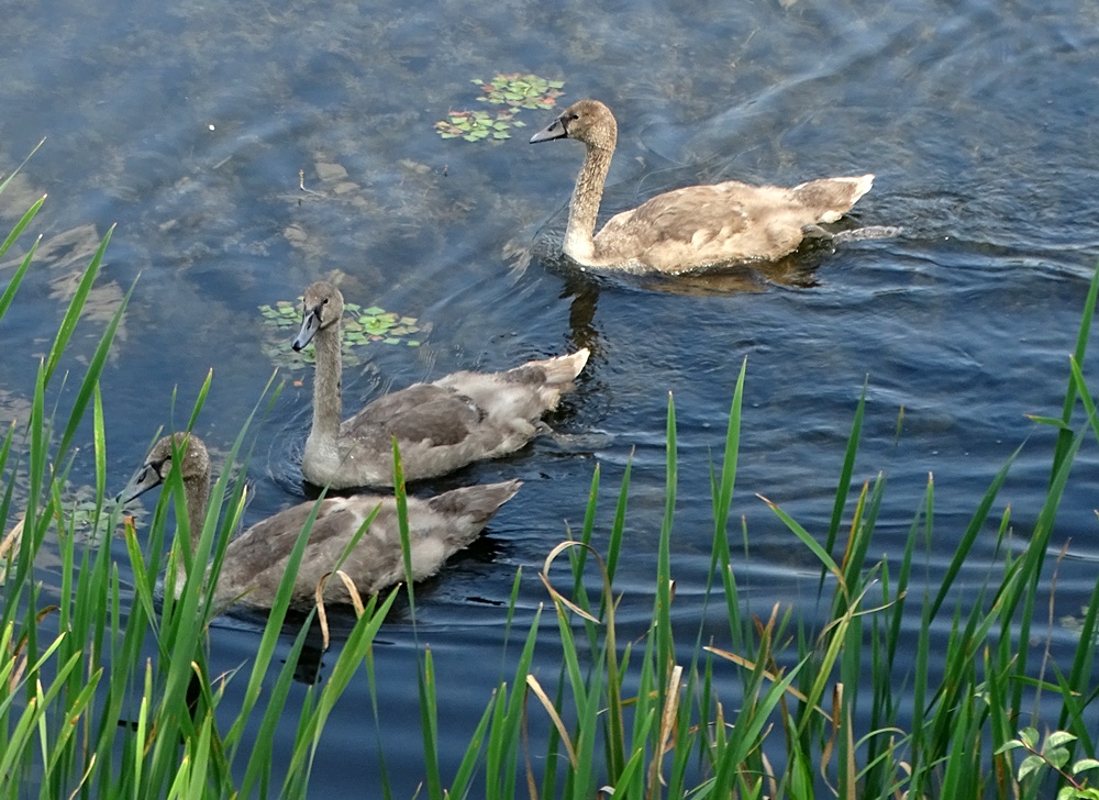 Фотографія Молоді лебеді / Артур Сіренко / photographers.ua