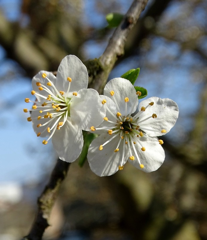 Фотографія Нарешті весна / Артур Сіренко / photographers.ua