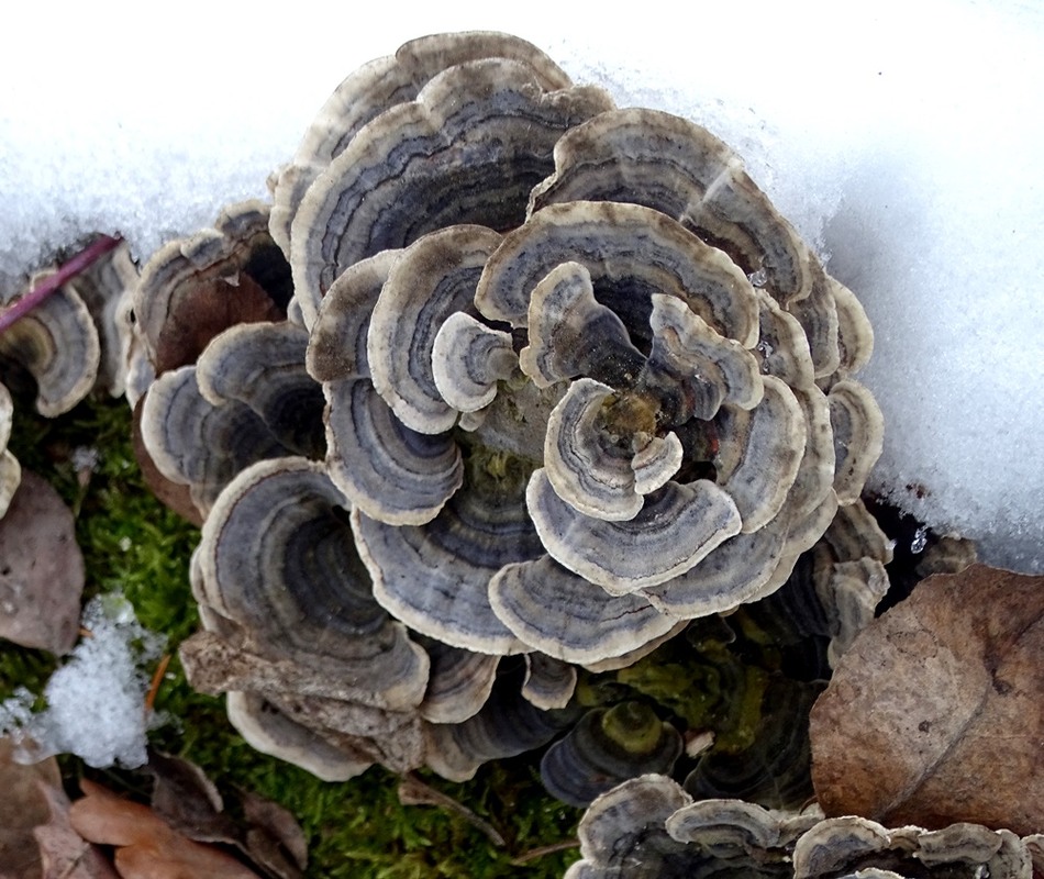 Фотографія Зимове / Артур Сіренко / photographers.ua