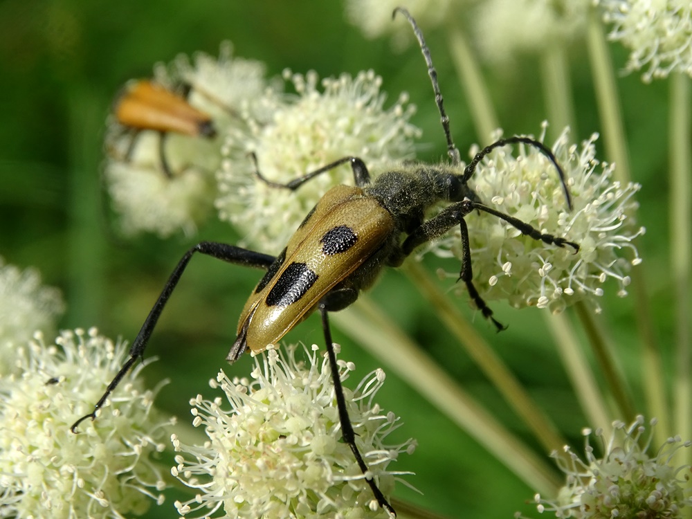 Фотографія Пошуки насолоди / Артур Сіренко / photographers.ua