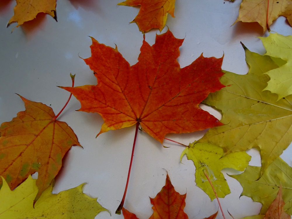 Фотографія Трохи про осінь / Артур Сіренко / photographers.ua