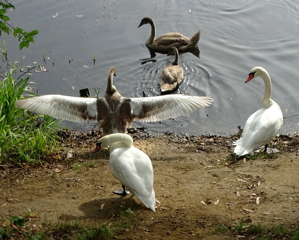 Фотографія Білі крила / Артур Сіренко / photographers.ua