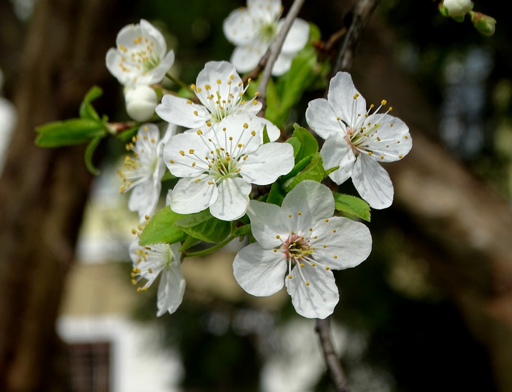 Фотографія Весняний аромат / Артур Сіренко / photographers.ua
