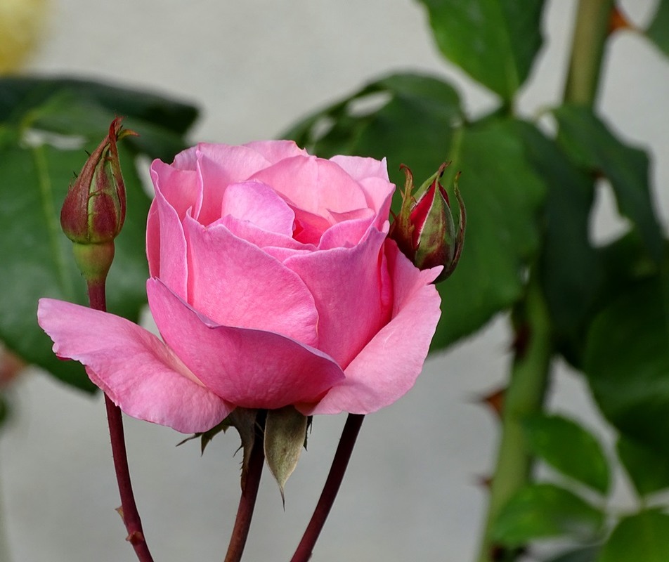 Фотографія Осіння троянда / Артур Сіренко / photographers.ua