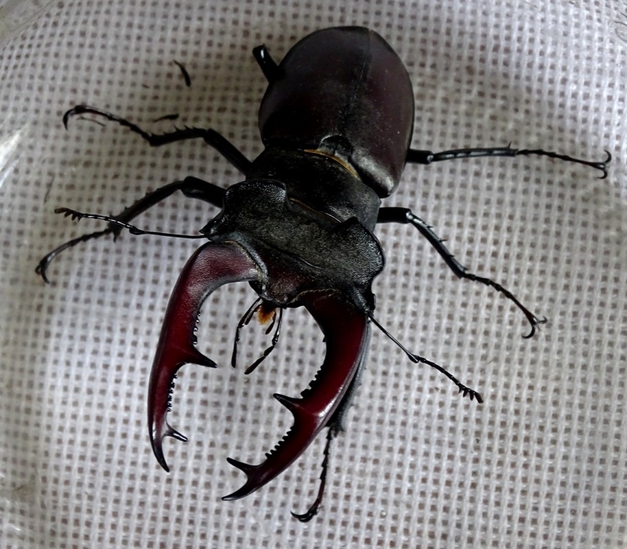 Фотографія Рогатий / Артур Сіренко / photographers.ua