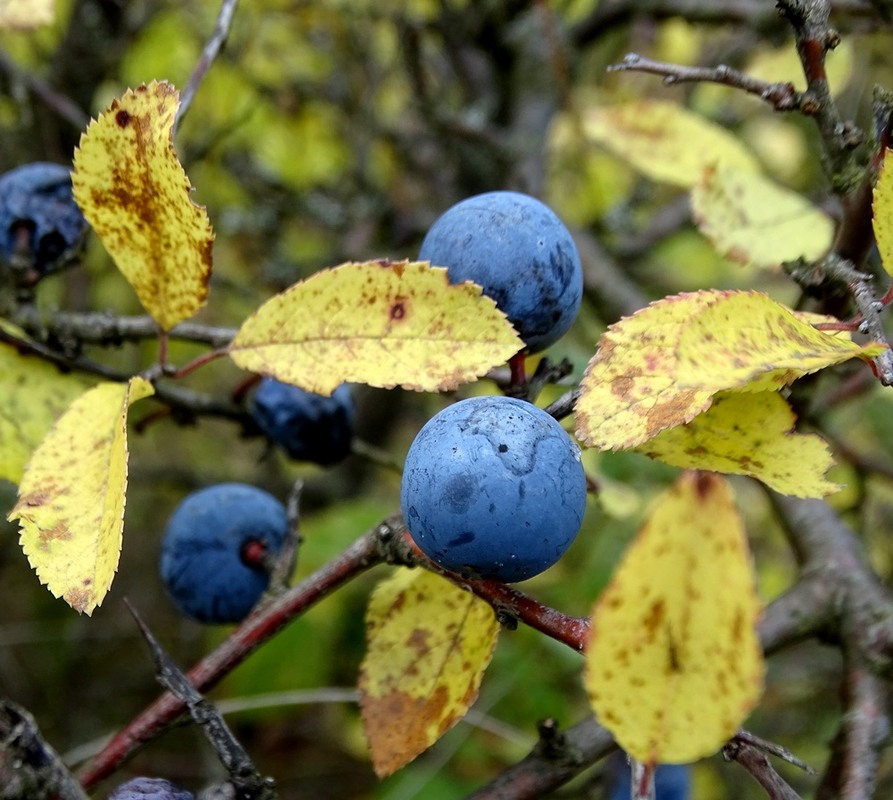 Фотографія Трохи про осінь / Артур Сіренко / photographers.ua
