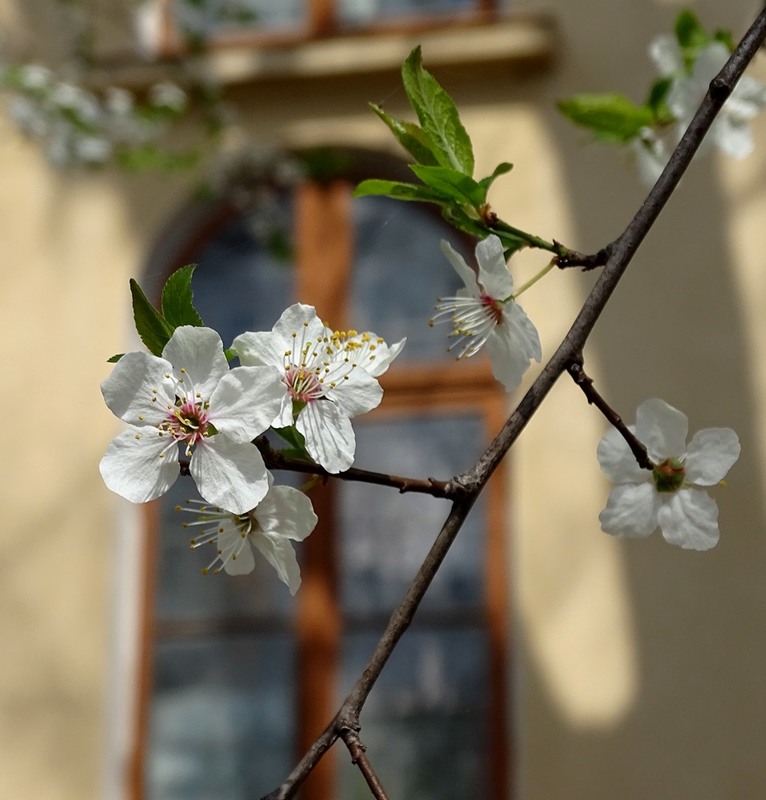Фотографія Весна і старе місто / Артур Сіренко / photographers.ua