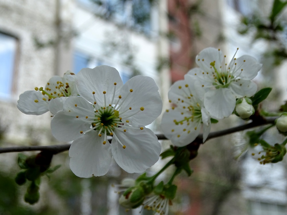 Фотографія Місто і весна / Артур Сіренко / photographers.ua