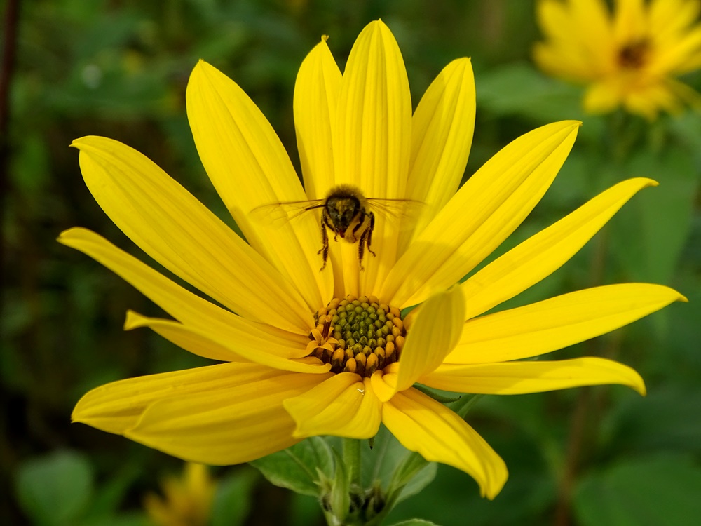 Фотографія Один політ над Містом Сонця / Артур Сіренко / photographers.ua