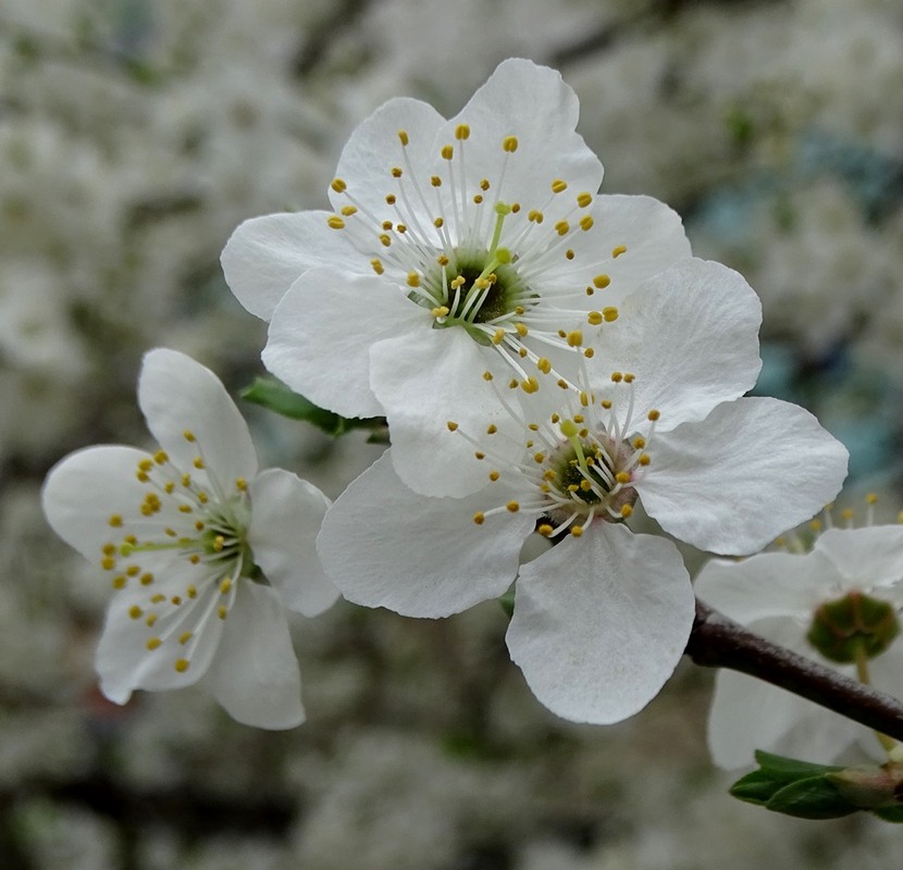 Фотографія Весняний етюд / Артур Сіренко / photographers.ua