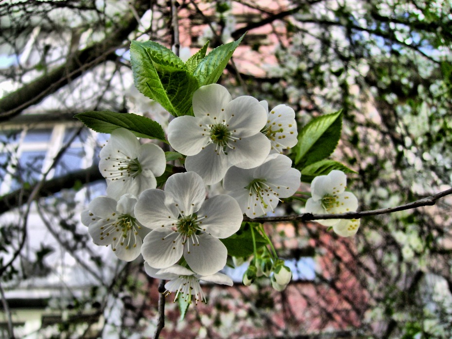 Фотографія Весна серед міста людей / Артур Сіренко / photographers.ua