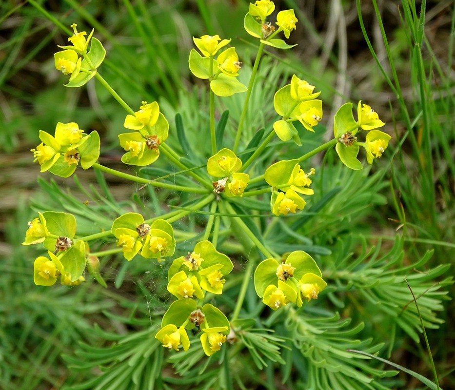 Фотографія Травневий етюд / Артур Сіренко / photographers.ua