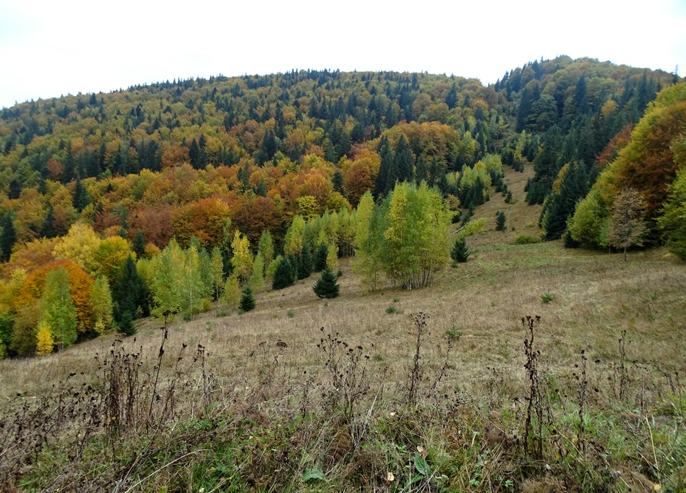 Фотографія Осінь на полонині / Артур Сіренко / photographers.ua