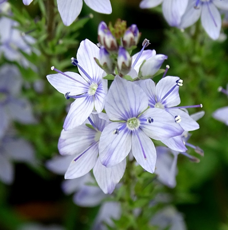 Фотографія Травнево / Артур Сіренко / photographers.ua