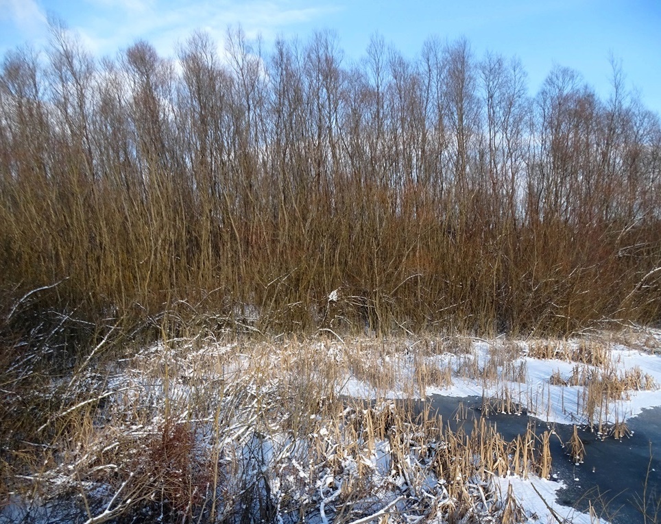 Фотографія Зимове озерце / Артур Сіренко / photographers.ua