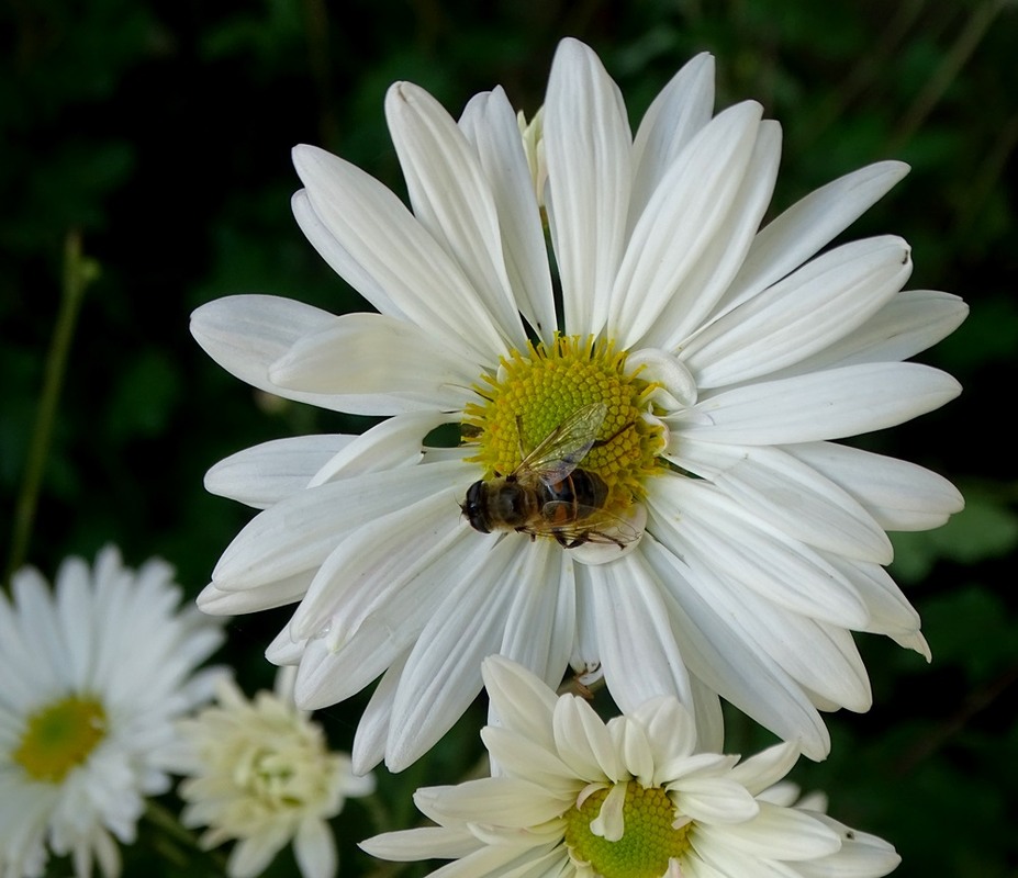 Фотографія Осінній політ / Артур Сіренко / photographers.ua