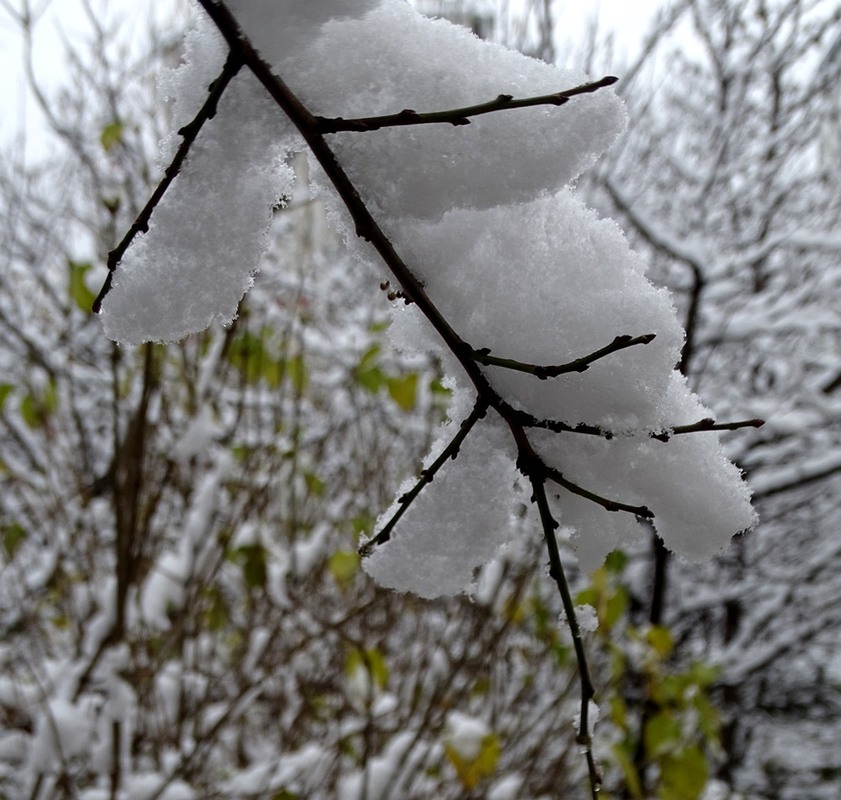 Фотографія Перший сніг / Артур Сіренко / photographers.ua