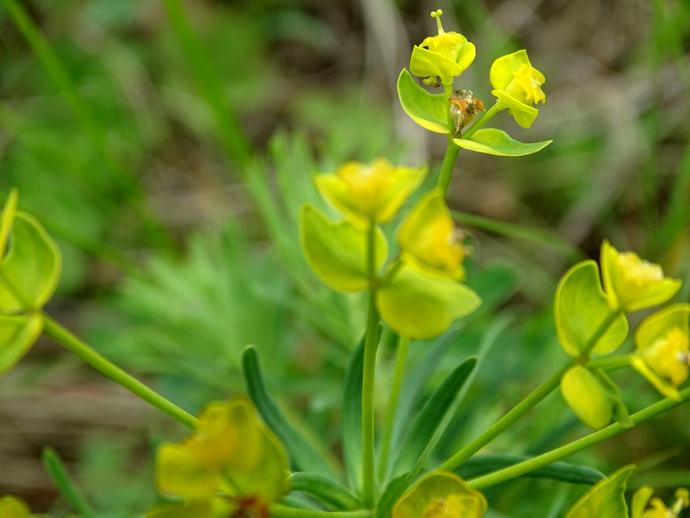 Фотографія Зелений етюд / Артур Сіренко / photographers.ua