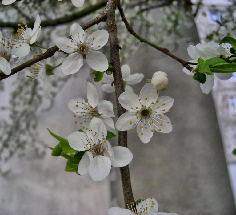Фотографія Весна і будинок / Артур Сіренко / photographers.ua