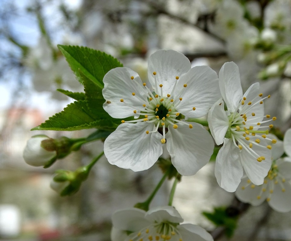 Фотографія Вишня цвіте / Артур Сіренко / photographers.ua
