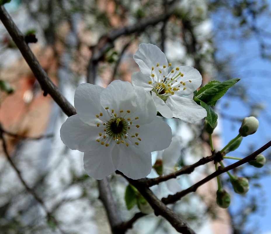 Фотографія Нарешті весна! / Артур Сіренко / photographers.ua