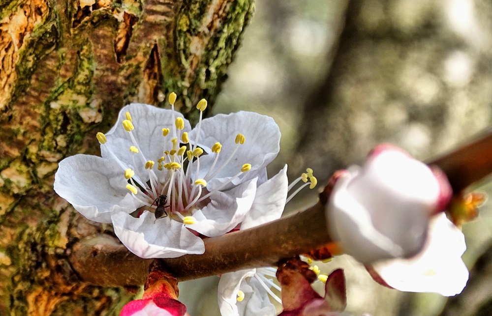 Фотографія Весняний цвіт / Артур Сіренко / photographers.ua