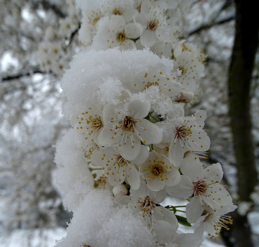 Фотографія Квіти і сніг / Артур Сіренко / photographers.ua