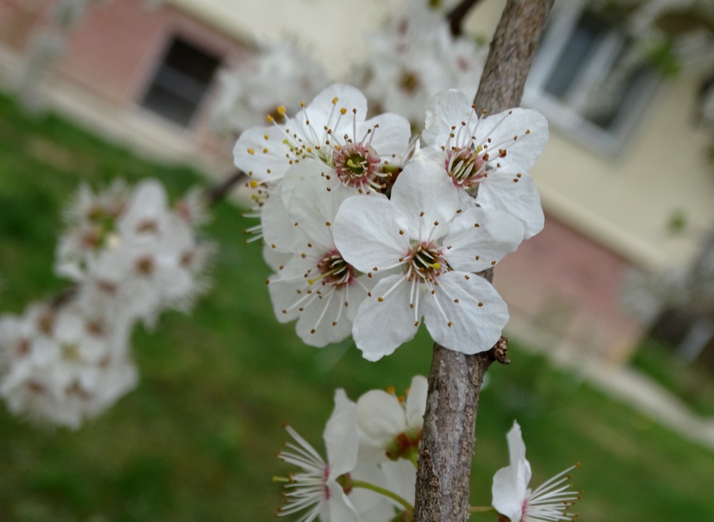 Фотографія Весна і місто / Артур Сіренко / photographers.ua