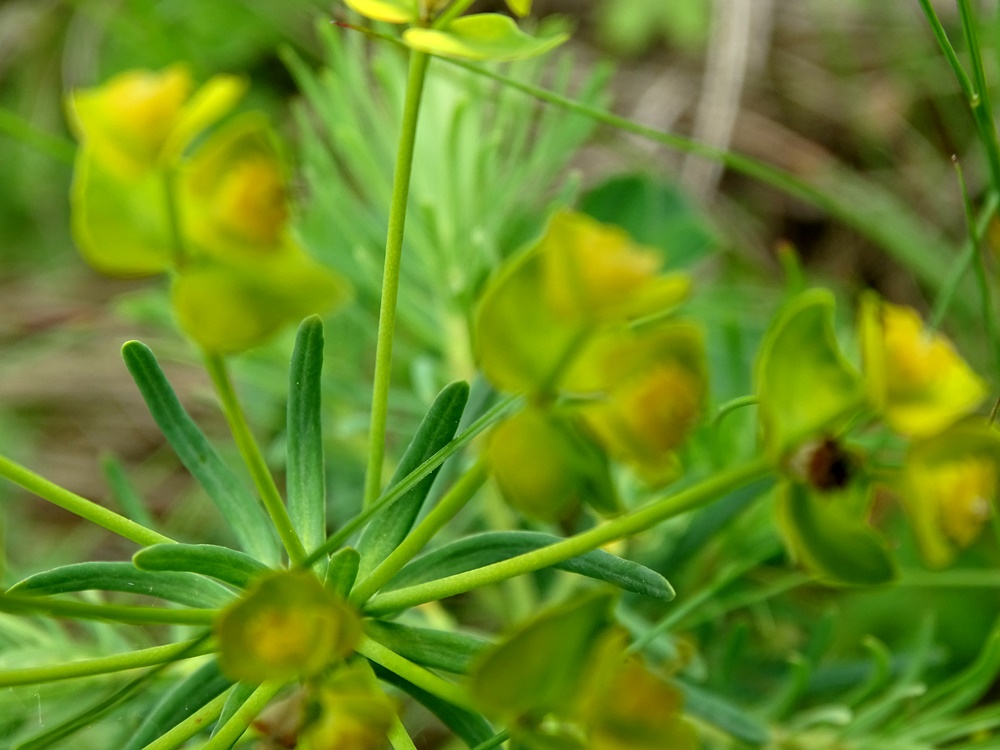 Фотографія Травневий етюд / Артур Сіренко / photographers.ua