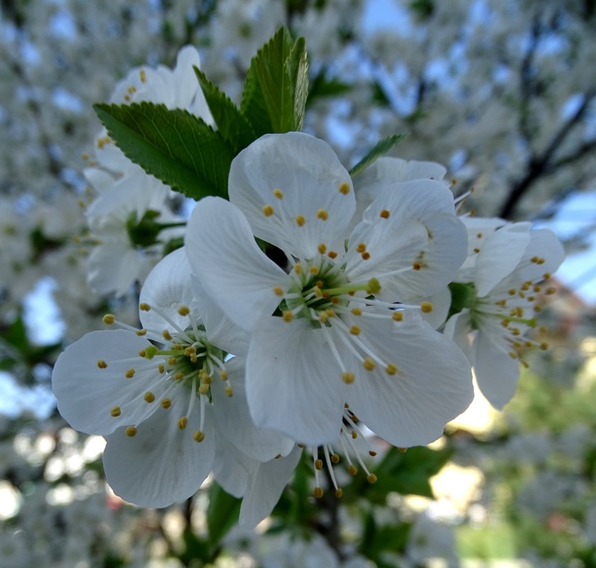 Фотографія Радість весни / Артур Сіренко / photographers.ua