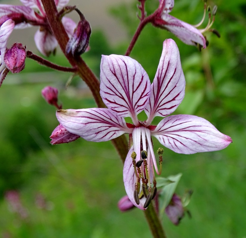 Фотографія Квітка чарівників / Артур Сіренко / photographers.ua