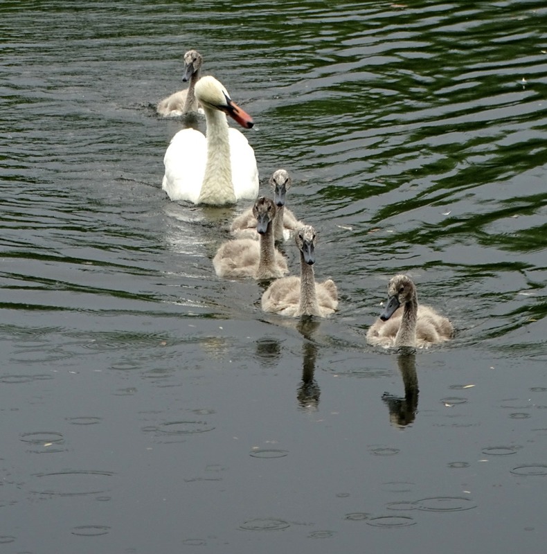 Фотографія І куди ви поспішаєте? / Артур Сіренко / photographers.ua