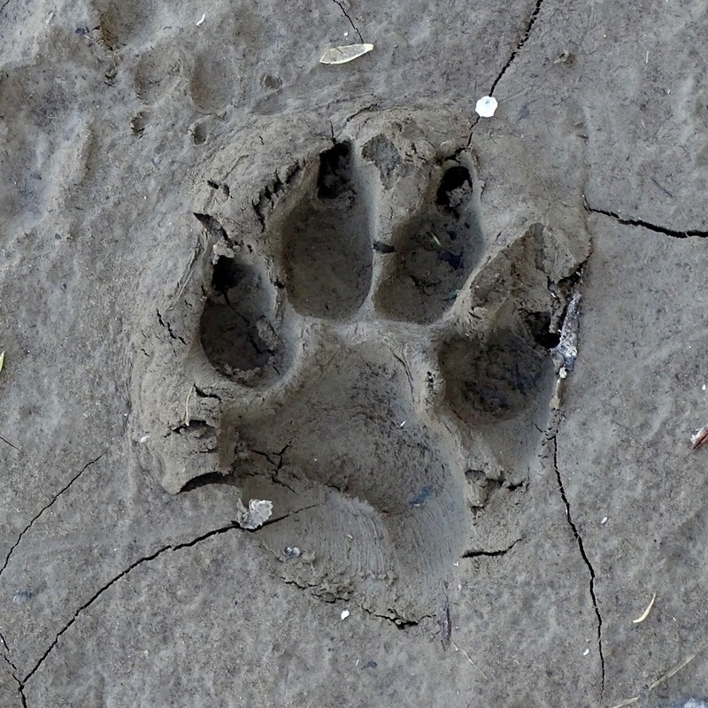 Фотографія Слід навесні / Артур Сіренко / photographers.ua