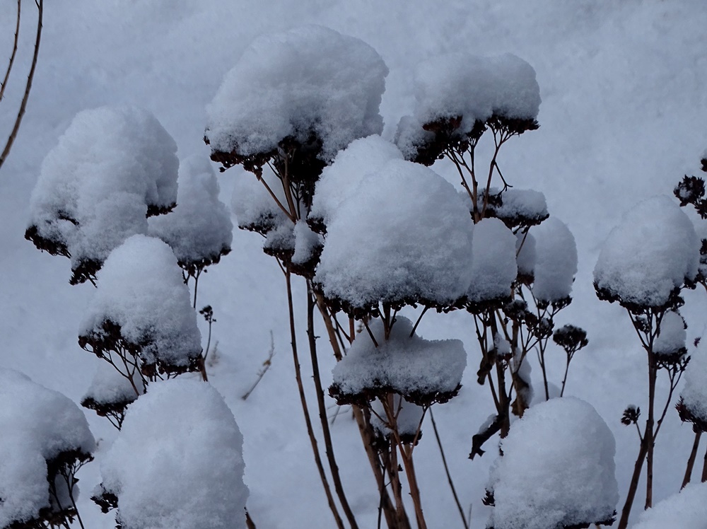 Фотографія Зима серед міста / Артур Сіренко / photographers.ua