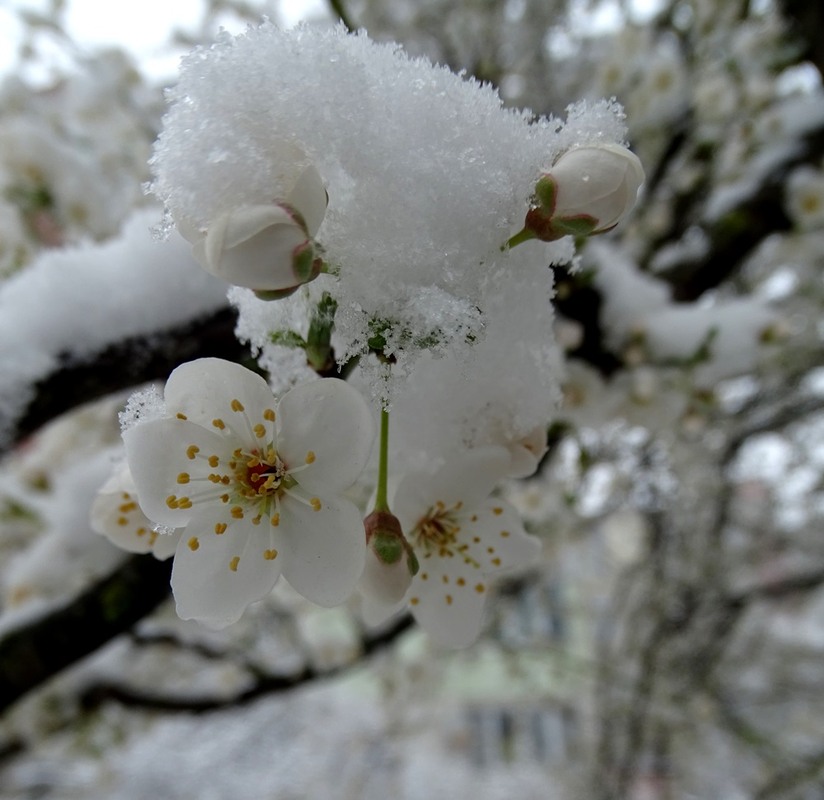 Фотографія Сумна весна / Артур Сіренко / photographers.ua