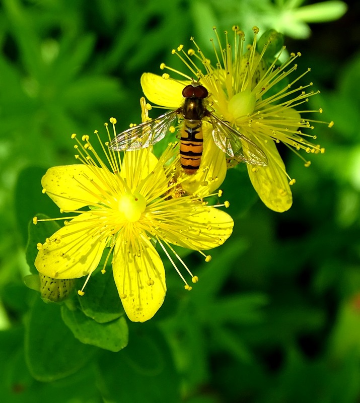 Фотографія Літній візит / Артур Сіренко / photographers.ua