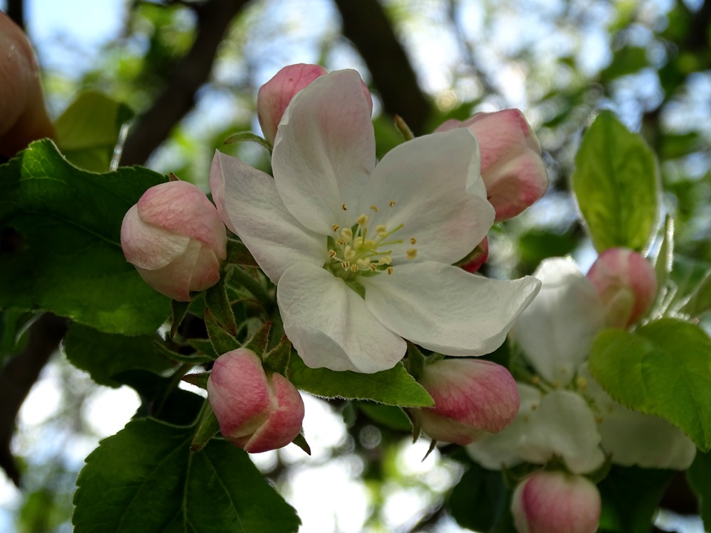 Фотографія Цвіт яблуні / Артур Сіренко / photographers.ua