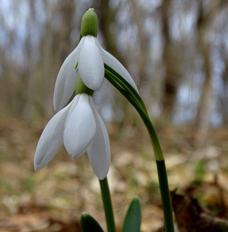 Фотографія Тиха весна / Артур Сіренко / photographers.ua