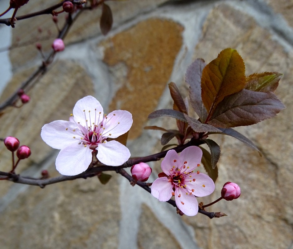 Фотографія Весна і каміння / Артур Сіренко / photographers.ua