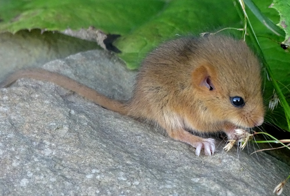 Фотографія Звірятко / Артур Сіренко / photographers.ua