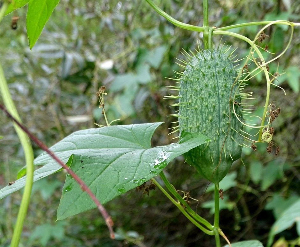 Фотографія Колючий / Артур Сіренко / photographers.ua