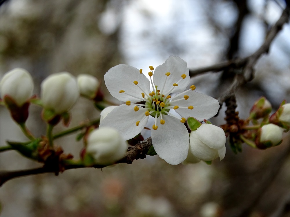 Фотографія Весна прийшла! / Артур Сіренко / photographers.ua