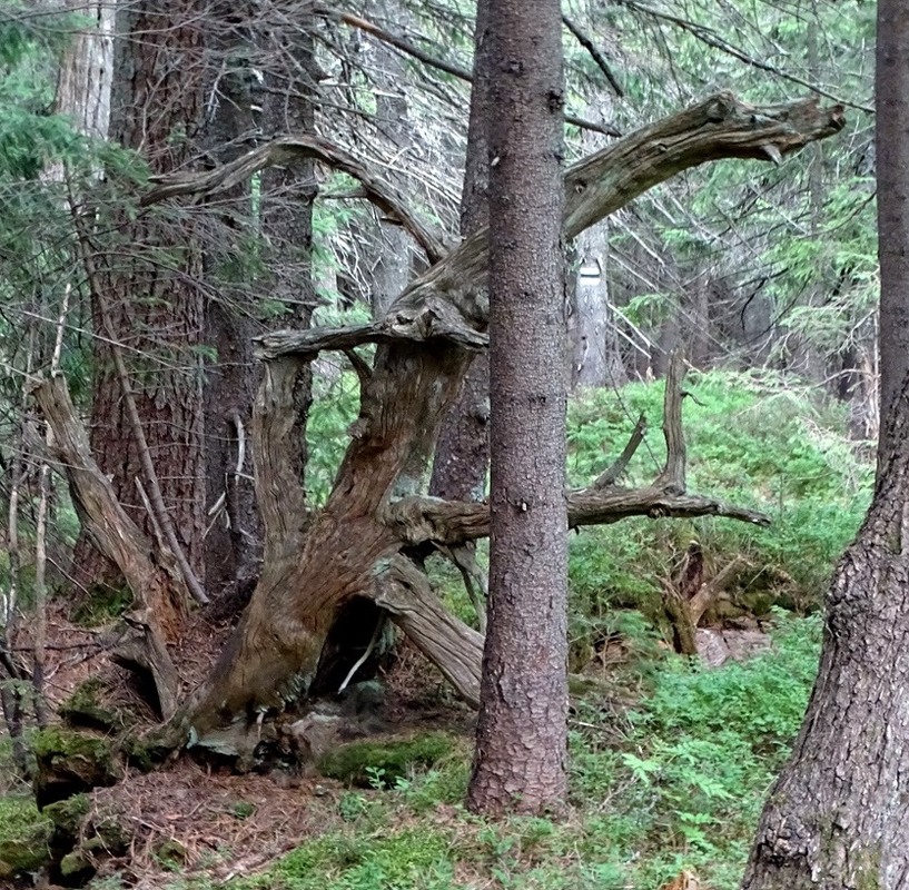 Фотографія Дракон / Артур Сіренко / photographers.ua