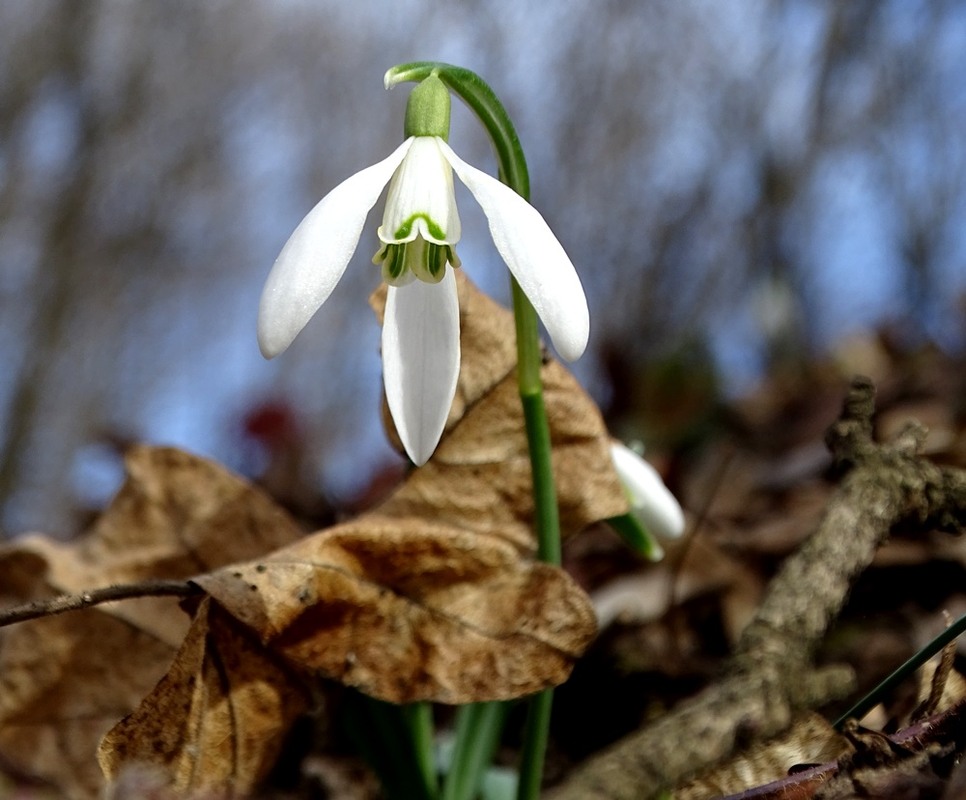Фотографія Весна. Перші кроки. / Артур Сіренко / photographers.ua