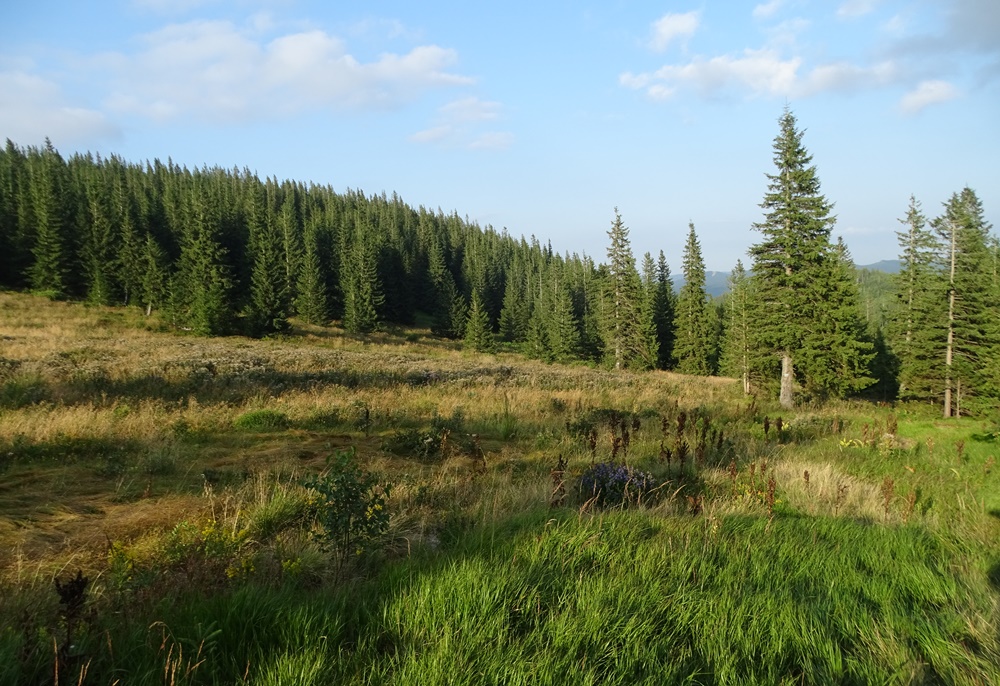 Фотографія Вечір на полонині / Артур Сіренко / photographers.ua