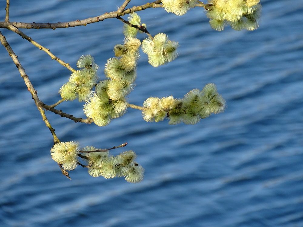 Фотографія Весна над озером / Артур Сіренко / photographers.ua