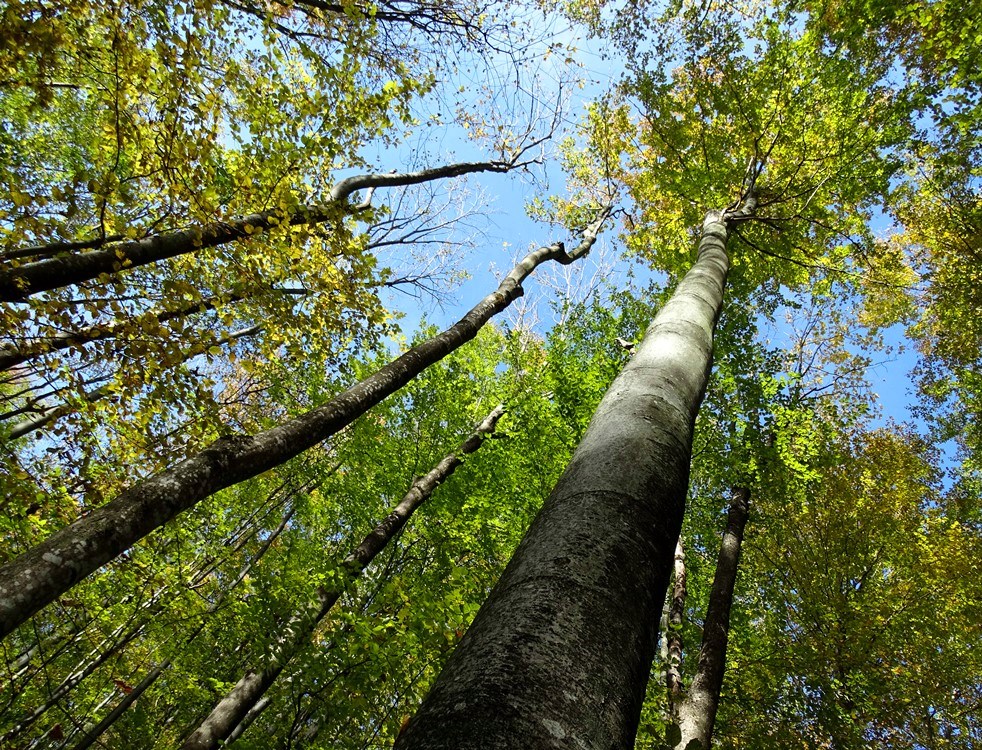 Фотографія Осінь у верховітті / Артур Сіренко / photographers.ua