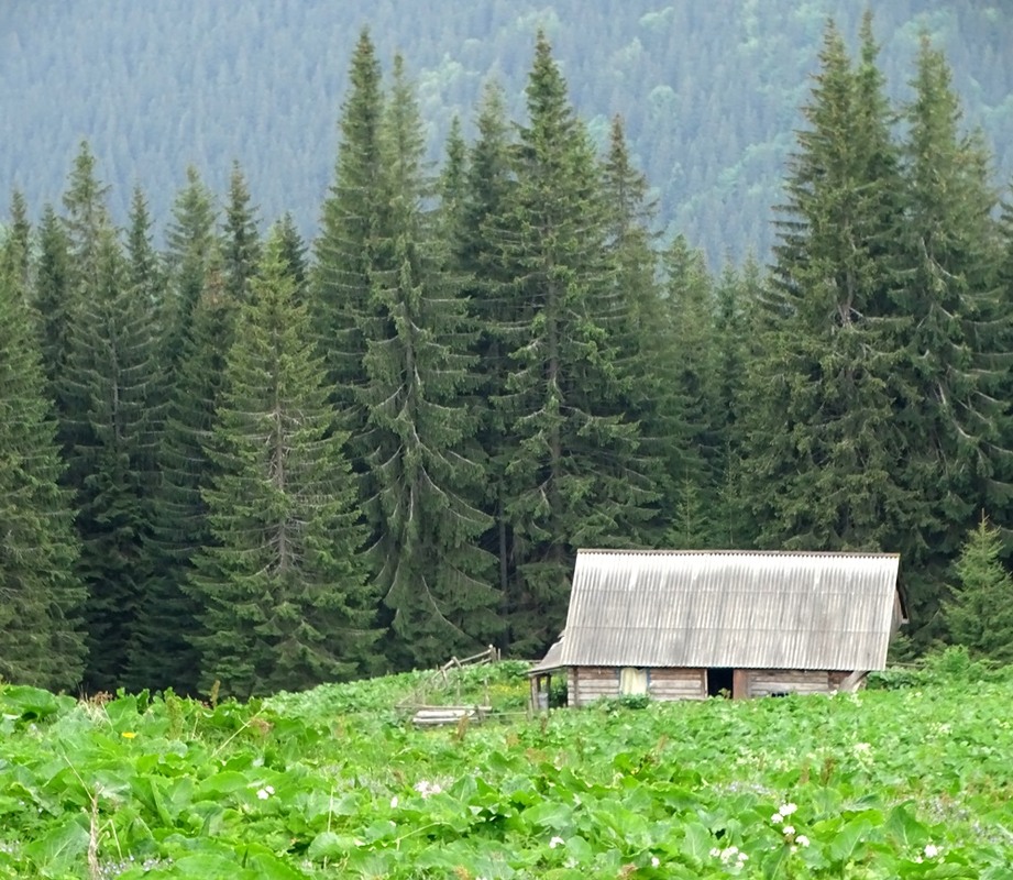 Фотографія На полонині / Артур Сіренко / photographers.ua
