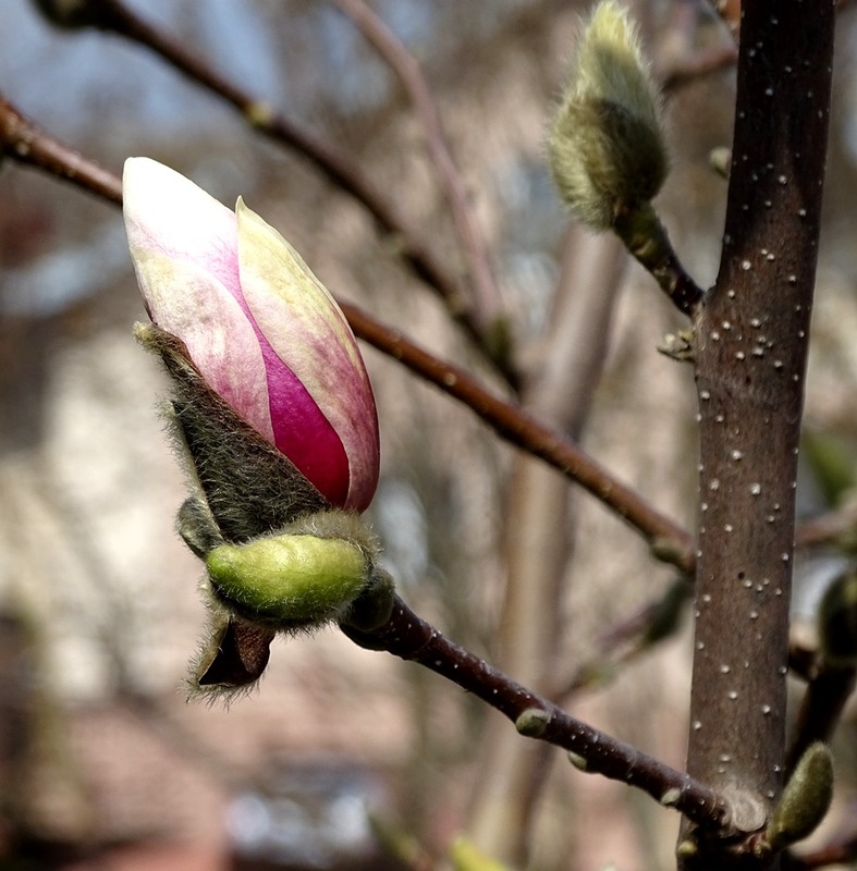 Фотографія Весна. Спогади. / Артур Сіренко / photographers.ua